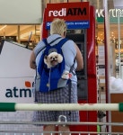 전혀 모르는 댕댕이가 발 들고 인사하는 바람에 저도 모르게 안녕하고 손 흔들어줬어요