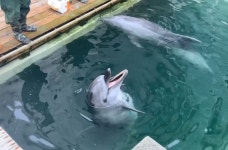 제주 마린파크서 돌고래 또 폐사…지난 8개월 동안 돌고래 무려 3마리가 죽었다