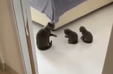어미 고양이 앞에 일렬로 나란히 앉아서 앞발로 열심히 세수하는 중인 아깽이들