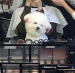 언니! 오늘 예쁘게 해주세요…미용실서 머리하는 집사 따라 예뻐 보이려 꽃단장한 비숑