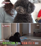 혼자 집에 있으면 물건 부수고 난장판 만드는 푸들의 두 얼굴 속 감춰진 가슴 아픈 이유