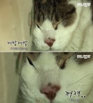 친구들 괴롭힘에 못 이겨서 결국 구석에 쪼그려서 서럽게 눈물 또르르 흘리는 고양이