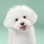 보자마자 극과 극 변화에 입 떡 벌어지게 된다는 강아지들의 미용 전후 비교 사진