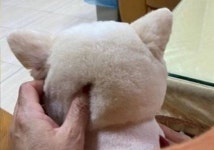 미용사에게 곰돌이컷 해달라 부탁했더니…뒤통수 동글동글해져서 너무 귀엽다는 댕댕이