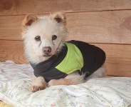 봉지 안에 담긴 채로 유기됐다가 구조돼 봉달이라고 이름 붙은 순둥이 강아지