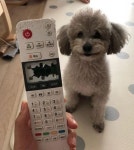 TV 리모컨 물어뜯어서 박살 내놓고도 죄책감 1도 없이 해맑게 웃는 장꾸 댕댕이