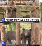 용인 사육 농장서 반달가슴곰 2마리 탈출하는 일이 벌어졌다…1마리 결국 사살