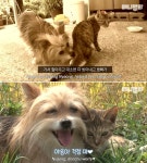 하반신 마비 때문에 더이상 네 발로 걷지 못하는 고양이 본 강아지는 이렇게 행동했다