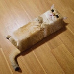 액체설 제기된 고양이가 머리부터 발끝까지 네모네모 빔 맞으면 생기는 놀라운 일