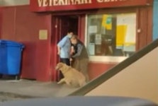 동물병원 앞에 다다르자 본능적으로 직감하고 안 들어가겠다며 버티고 또 버티는 리트리버