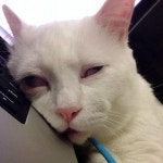 평소에는 사랑스러운 미모의 고양이 모습인데 잠들 때마다 이상해진다(?)는 고양이