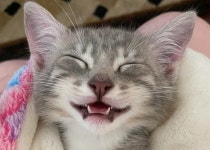 마침내 자신에게도 가족이 생기자 행복함에 눈웃음 지어 보이며 잠든 고양이