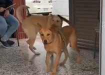 동생이 자꾸 밖으로 나가려고 하자 목줄 끌어 당기며 있는 힘껏 말리는 언니 강아지