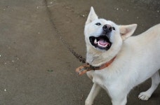 시끄럽게 짖는다고 나무막대기로 진돗개 때려 턱 골절 입힌 50대 벌금 100만원