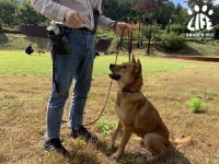 개농장서 개들의 비명이 끊이지 않았다…보신탕집으로 팔릴 뻔한 진도개 11마리