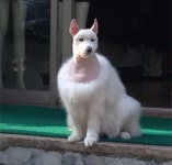 뽀송뽀송한 새하얀 털 손질해주려고 미용 맡겼더니 폭망해서 집에 돌아온 강아지