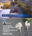 주인 버젓이 있는데 삽 들고 남의 집 마당 무단 침입해 죽이겠다며 반려견 쫓는 남성