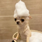 머리에 거품 왕관 만들어 웃고 있는 엄마 보며 뾰루퉁한 표정 짓고 있는 댕댕이