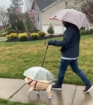 밖에 비 내리는데 산책 나가고 싶다 조르는 강아지 위해 집사가 고안해낸 방법