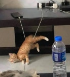 책상서 멋있게 점프했다가 충전기 선에 걸려 넘어졌는데 아닌 척 똥폼(?) 잡는 고양이