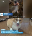 주인 격리된 사이 집에 들어가 반려견 도살했다가 CCTV 찍혀 딱 걸린 방역요원