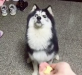 간식 던져주는 척 시늉 했을 뿐인데 진짜 간식 던져주는 줄 알았던 허스키 강아지의 리얼 반응