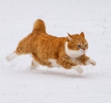 새하얀 눈밭 위 밟았다가 뽀드득 소리나자 기분 좋은지 우다다 뛰어다니는 고양이