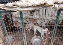 전기 쇠꼬챙이로 개 90마리 도살하고 불 태워…잔혹한 불법 개 사육·영업 현장 적발