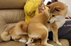 자기도 아빠 옆에 앉겠다며 소파 누워 있는 동생 머리에 엉덩이 쭉 깔고 앉는 언니 강아지