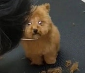 난생 처음 미용하러 갔다가 미용사 손에 들려 있는 가위 보고 놀라서 동공 확장된 댕댕이