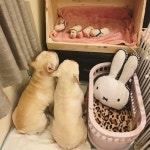 우리 예쁜 새끼들♥…새근 새근 잠든 뽀시래기들 보며 흐뭇하게 웃는 댕댕이 부부