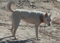 학대 피해로 미국으로 입양 갔는데…추운 겨울 철교 밑에 버려진 채 방치된 진돗개 30마리