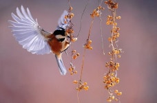 물고기와 새, 판다 중에서 가장 먼저 보이는 동물 통해 알아보는 심리 테스트