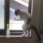 창문 밖 내다보려다가 유리창에 묻은 얼룩 보고 심각한 고민에 빠진 결벽증(?) 고양이