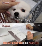 주인 있는 강아지가 온몸 골절된 채 하수구에 버려졌다 구조됐지만 집에 돌아가지 못한 이유