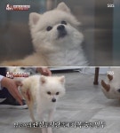 온몸 골절된 채로 하수구에 버려진 강아지 정밀검사하던 의사는 결국 눈물 흘렸다