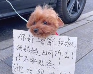화장실 급했던 운전자가 주차금지 구역에 차량 세운 뒤 강아지 목에 걸어놓은 팻말 논란