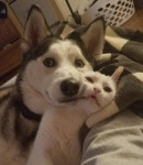 매일 사랑 확인 받고 싶은 남친 댕댕이와 프로불편러 여친 고양이의 극명한 표정 차이