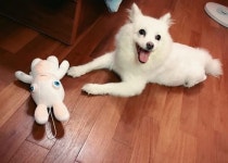 2년 전 무지개 다리 건너 제 품을 떠났던 반려견이 제 딸 아이로 환생해 돌아왔습니다