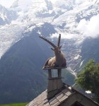 매일 아침 어디론가 갑자기 사라지던 산양이 걱정됐던 주인이 잠시후 멘붕 온 이유