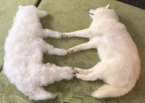 미용해서 싹둑 잘려 나간 털뭉치들 한자리 모아봤더니…뜻하지 않게 탄생한 댕댕이 분신