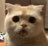 엉덩이 깔고 멍하니 앉아서 혀 불쑥 내밀고 있다가 사진 찰칵 찍힌 고양이의 엉뚱한 매력