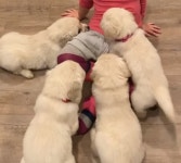 서로 자기가 아기 집사랑 놀거라며 떼로 몰려들어와 애교 부리는 뽀시래기 댕댕이들