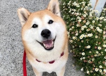 산책 나가는 줄 알고 조금 전만 하더라도 해맑게 웃었던 강아지 표정이 돌연 굳어버린 이유