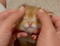 집사가 손으로 정성스레 얼굴 마사지해주자…눈웃음 지어 보이는 뽀시래기 아깽이