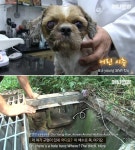 하수구에 갇혀 있다가 구조된 시츄 강아지 당연히 버려진 줄 알았는데…실제 반전이 일어났다