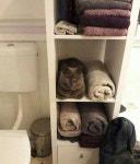 너가 왜 거기서 나와~!! 샤워하고 나왔다가 뜻밖의 존재 때문에 화들짝 놀란 집사