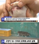 포항 폐양식장서 고양이 끔찍하게 죽인 20대 학대범에 대해 경찰 구속영장 신청