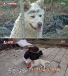남성이 백구 얼굴에 검은색 매직으로 숯검댕이처럼 짙은 짱구 눈썹 그려놓은 충격적 이유