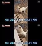 남성이 백구 얼굴에 검은색 매직으로 숯검댕이처럼 짙은 짱구 눈썹 그려놓은 충격적 이유